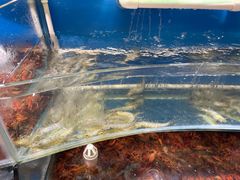 -四海蒸鲜蒸汽海鲜自助(北戴河店)
