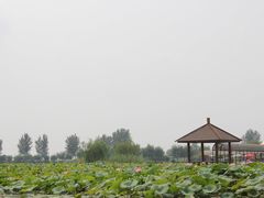 -白洋淀景区