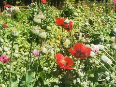 -国家植物园南园