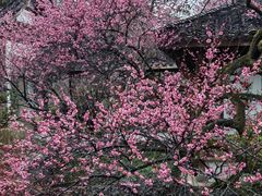 -杭州植物园