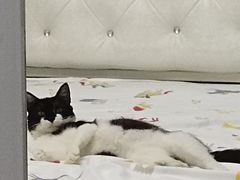 -宠颐生嘉德动物医院