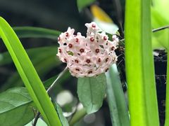 -中国科学院华南植物园