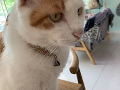 -平行世界·猫咖(首经贸店)
