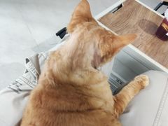 -Heymao猫咖.咖啡厅(东门店)