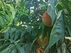 -老袁家蜜桃农场·阳山水蜜桃