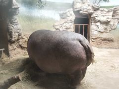 河马犇犇20201115-北京动物园