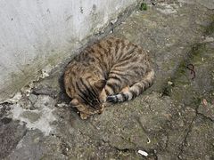 -老汪猪头肉春饼店