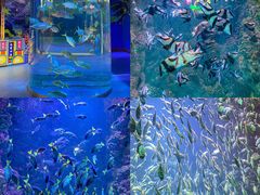 -海合安青岛极地海洋公园