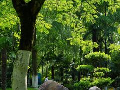 -合肥滨湖国家森林公园