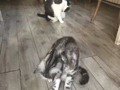 -海边的猫和咖啡馆