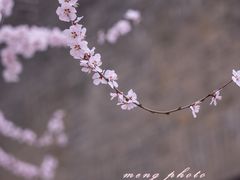-桃花堤公园