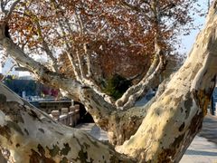 -清真寺