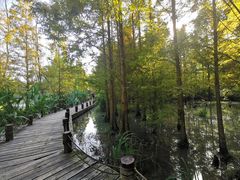 -桤木河湿地公园