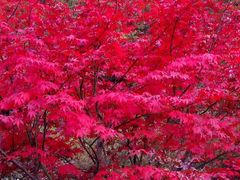 -叠溪松坪沟景区