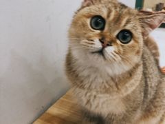 -飞行喵MR PILOT|猫舍·猫咖(静安大融城店)