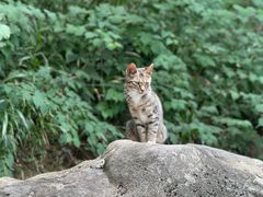 -崂山巨峰游览区