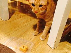 -Cappucimeow猫咪咖啡馆(韦伯时代店)