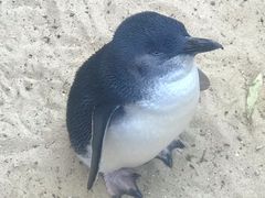 -费瑟代尔野生动物园