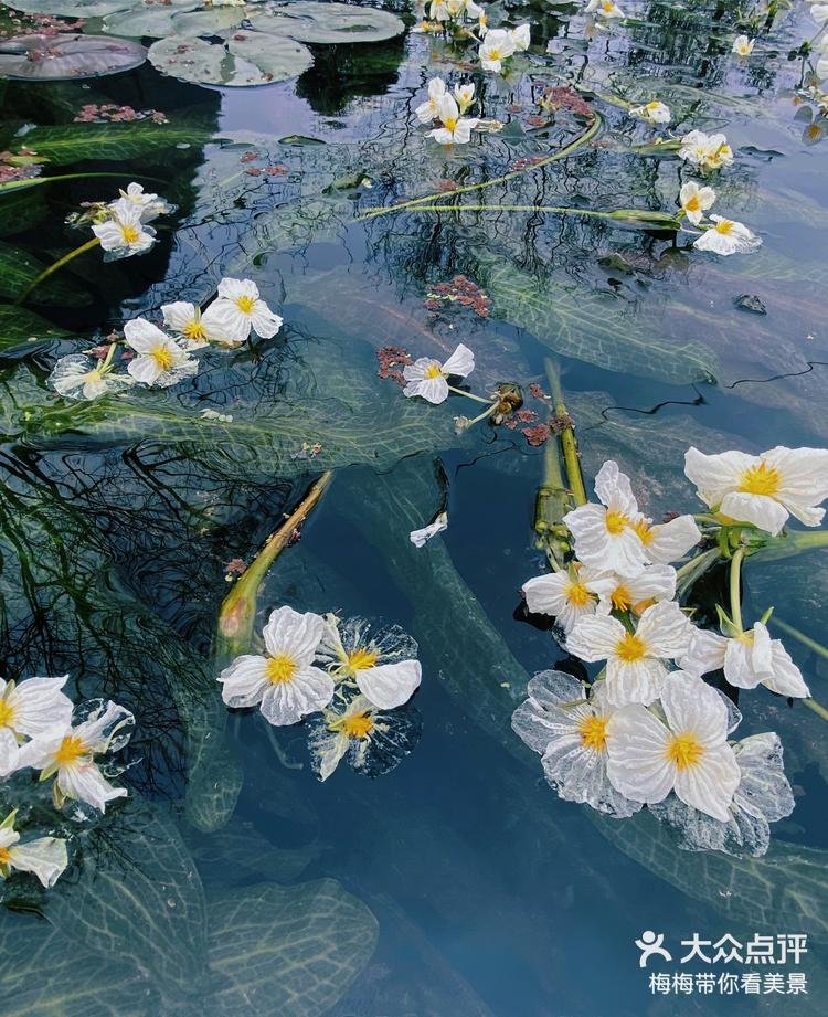 桂林永福海菜花湿地