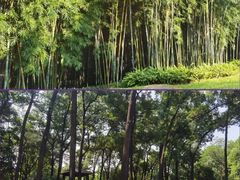 -云溪植物园