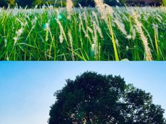 -福建鲤鱼洲酒店