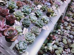 -KKV(深圳宏发大仟里店)