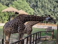 -北京野生动物园