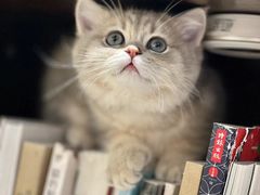 -逗柴咖啡屋·狗咖猫咖宠物桌游
