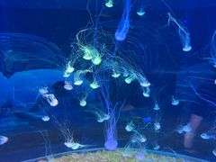 -欢乐海岸海洋奇梦馆