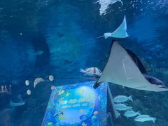 -烟台海昌鲸鲨海洋公园