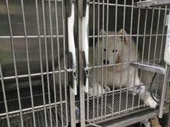 -严国平动物医院(德政总院)