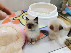 -糯米喵星人总部直营旗舰店·猫舍·幼猫出售
