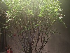 -森SPA·泰式按摩·精油Massage(宝安中心店)