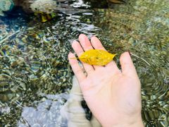 -海口观澜湖火山温泉谷