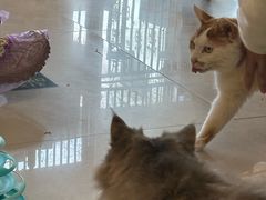 -平行世界·猫咖(首经贸店)
