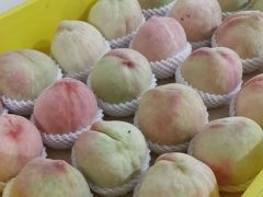 -老袁家蜜桃农场·阳山水蜜桃