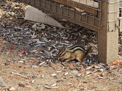 -莫尔道嘎国家森林公园