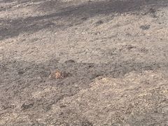 -夏威夷火山国家公园