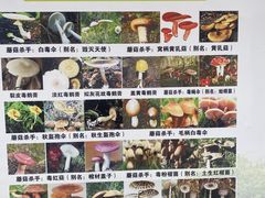 -饵块食光·云南有机手作饵块