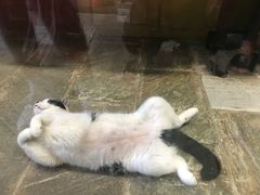 -猫咪博物馆(顶澳仔猫街店)