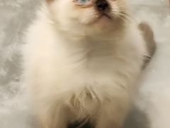 -楼上猫咖(罗湖店)