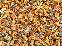 -南沙十九涌渔人码头-南门