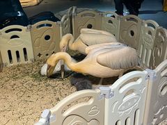 -海合安武汉极地海洋公园
