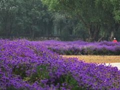 -圆明园遗址公园-藻园门售票处