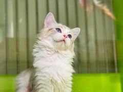 -唐小姐の私宠·宠物洗护美容·撸猫馆·购宠(周浦万达旗舰店)