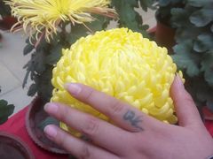 -祥源·阜阳生态乐园