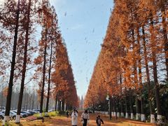 -黄海国家森林公园