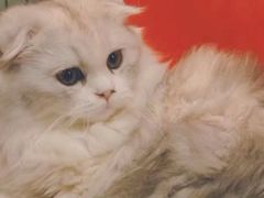 -猫咪博物馆(顶澳仔猫街店)