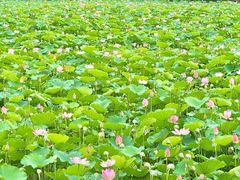 -荔湾湖公园