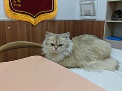 -宠福鑫动物医院·动物疾病诊疗中心(天通苑店)